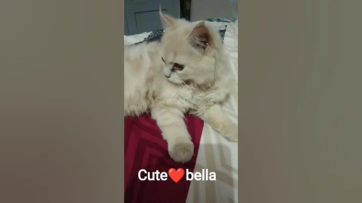 Watch the video about #cute❤️bella #youtubeshorts #tiktokeffects #cat #fun#trending #funnycat #cute #viral beautiful bayan
