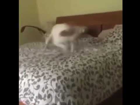 Dog Spins Around Then Poops on a Bed