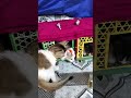 Cat Prank Gone Wrong 😹💥#cat #shorts #catlovers #funnycats