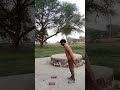 shoulder vah chest pet fat exercise #viralvideo #lifeisbutadream #motivation #weightloss