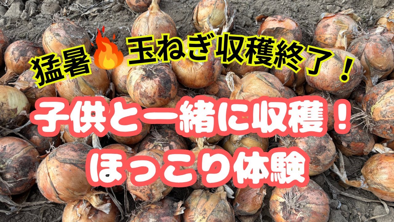 【北海道】猛暑で過酷だった玉ねぎ作業終了！！🧅子供と一緒に畑で収穫してきました🥕🥔in斜里