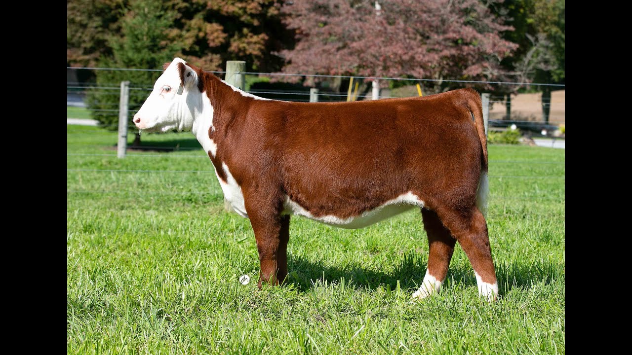 Tag 15 KL Lemmon Cattle Co. YouTube