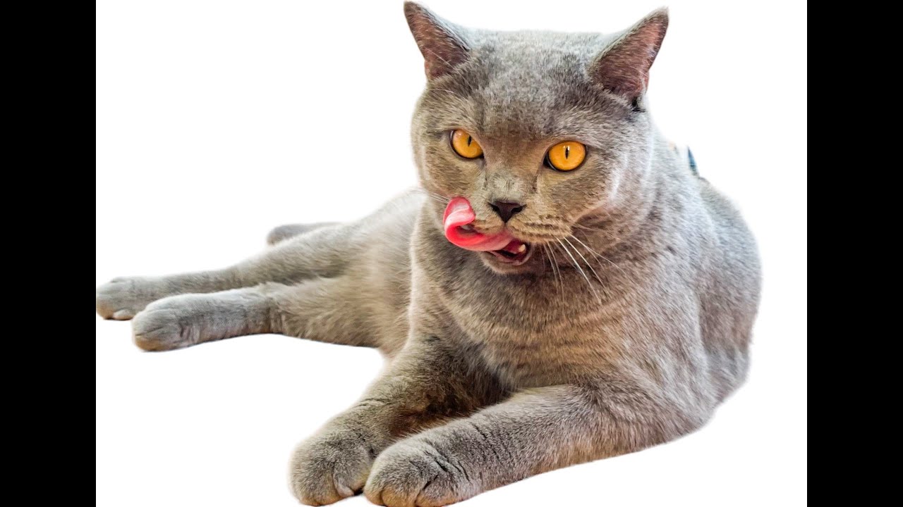 Look how cat Sylvette eats grass