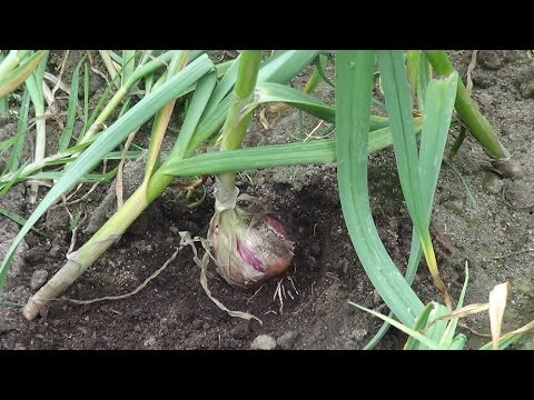 Video: Plantas de ajo tardío de California: Cómo cultivar bulbos de ajo blanco tardío de California