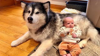 Newborn Baby Has Bodyguard! They Met And It Was Love At First Sight! (Cutest Ever!!)