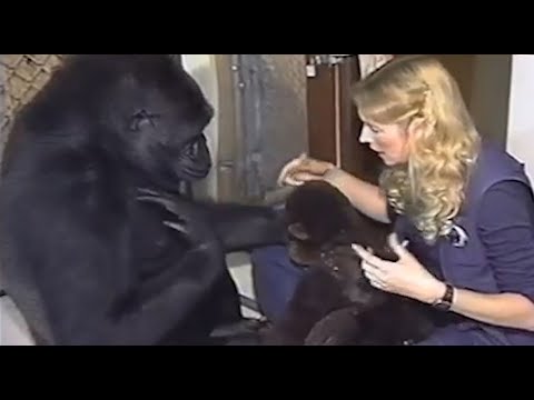 וִידֵאוֹ: מסכי ה- BBC מסכים תיעודי ראשון שנעשה על ידי שימפנזים