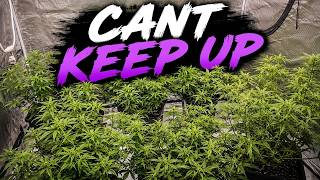 We Can't Keep Up With These Autoflowers!