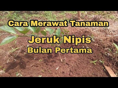 Video: Perawatan Pohon Jeruk Nipis - Tips Menanam Pohon Jeruk Nipis