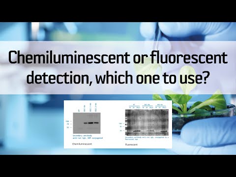 Chemiluminescent or fluorescent detection, which one to use?