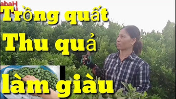 Cách trồng quất thu quả quanh năm, trồng và chăm sóc quất quả làm giàu, kỹ thuật trồng quất lấy quả