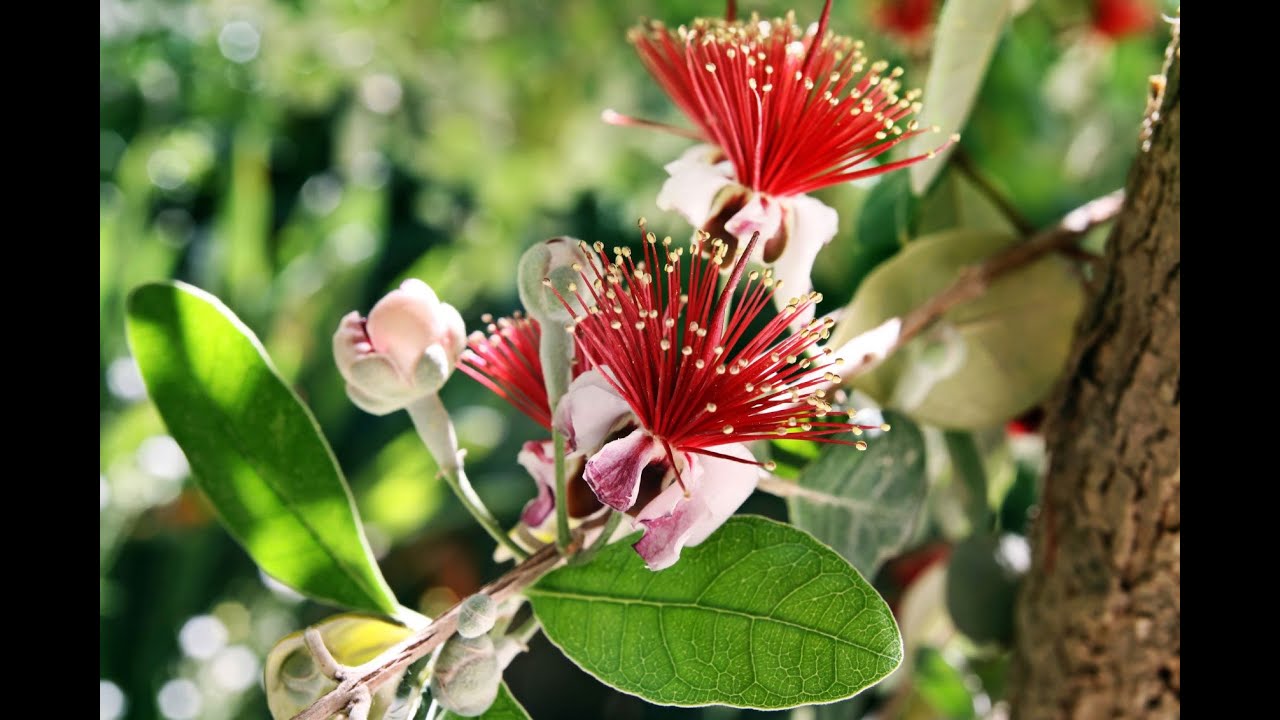 GUAVAS Flowering Outdoors in a Cold Climate - YouTube