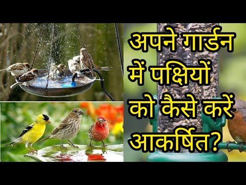 वीडियो: पक्षियों को आकर्षित करना कैसे सीखें