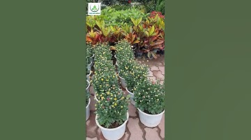 Cúc Tứ Quý Sắc Màu Rực Rỡ Tuyệt Vời, Giá Tốt Nhất Tại Hà Nội