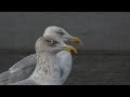 Herring Gull, Larus argentatus, ad, Landtong Rozenburg, ZH, the Netherlands, 14 Oct 2025 (196)