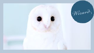 White & White Second Volume Barn Owl Name Whitebait & Wizard