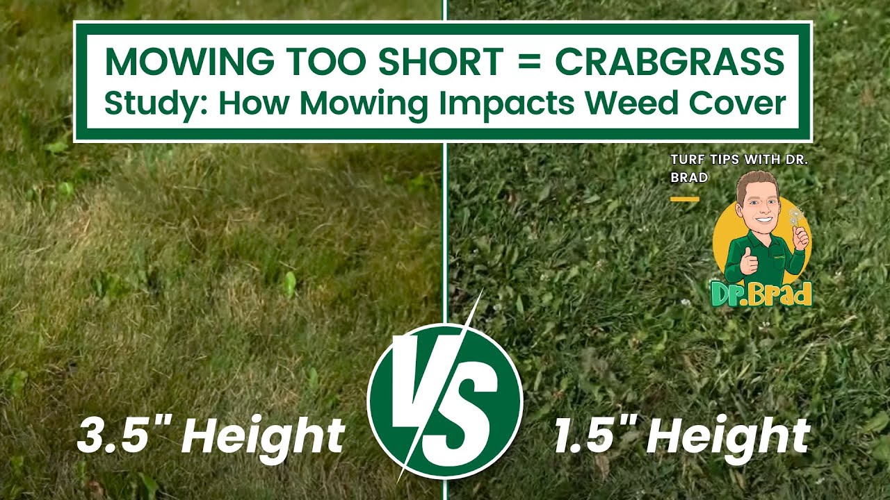 How Mowing Height Prevents Weeds Turf Tips With Dr Brad YouTube How Mowing Height Prevents Weeds Turf Tips With Dr Brad YouTube
