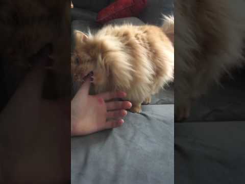 Wild fluff ball attacks child