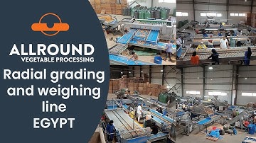 Potato radial grading and weighing line | EGA | Egypt | Allround Vegetable Processing