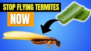 How to Get Rid of Flying Termites FAST 🦟 Proven Home Remedies That Work