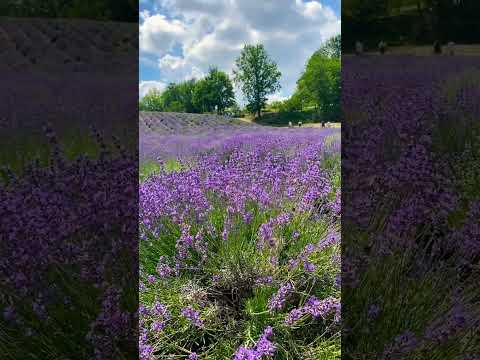 📍Cascina Gelosia #lavanda #italy #travel #piemonte #cascina