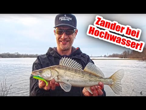 Deine Köderführung fängt KEINEN Fisch? Zander bei Hochwasser - Das musst Du wissen @SpartanFishing