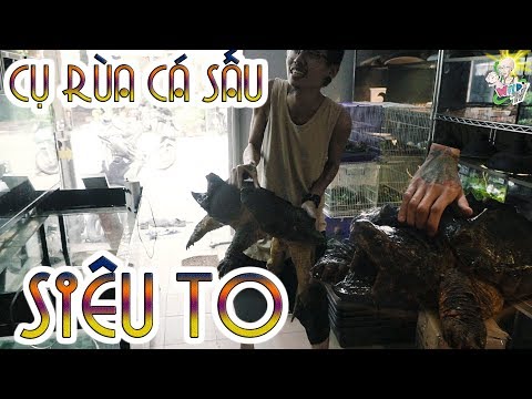 Video Đi thăm Cụ RÙA CÁ SẤU siêu to suýt KHỔNG LỒ -... - youtube