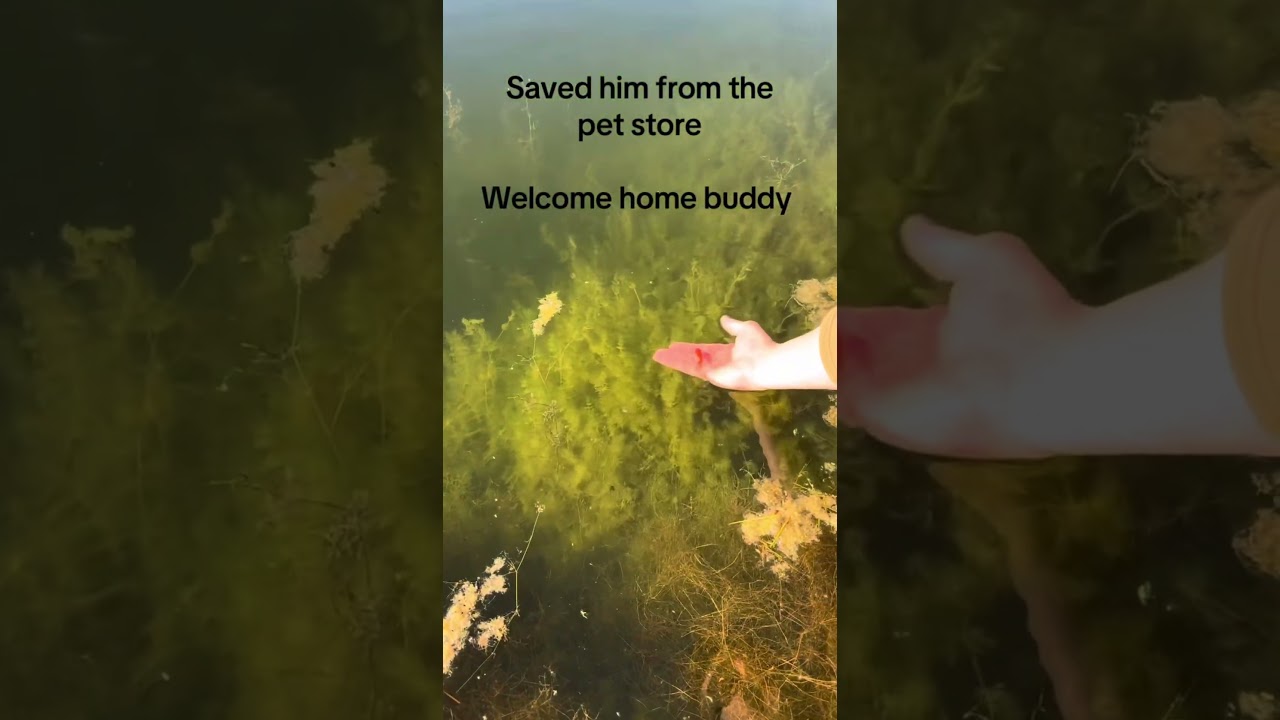 sad ending #fishing #fishingvideo #fishingtips #fishinglife #fishingshorts #shorts #funny #fyp