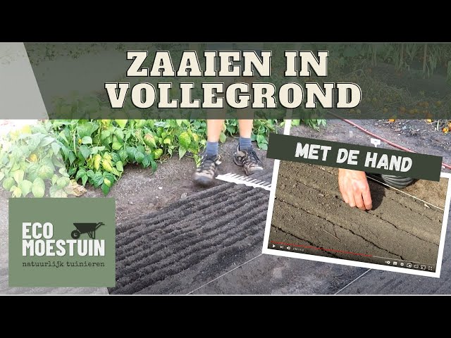 Zaaien in de ecologische moestuin