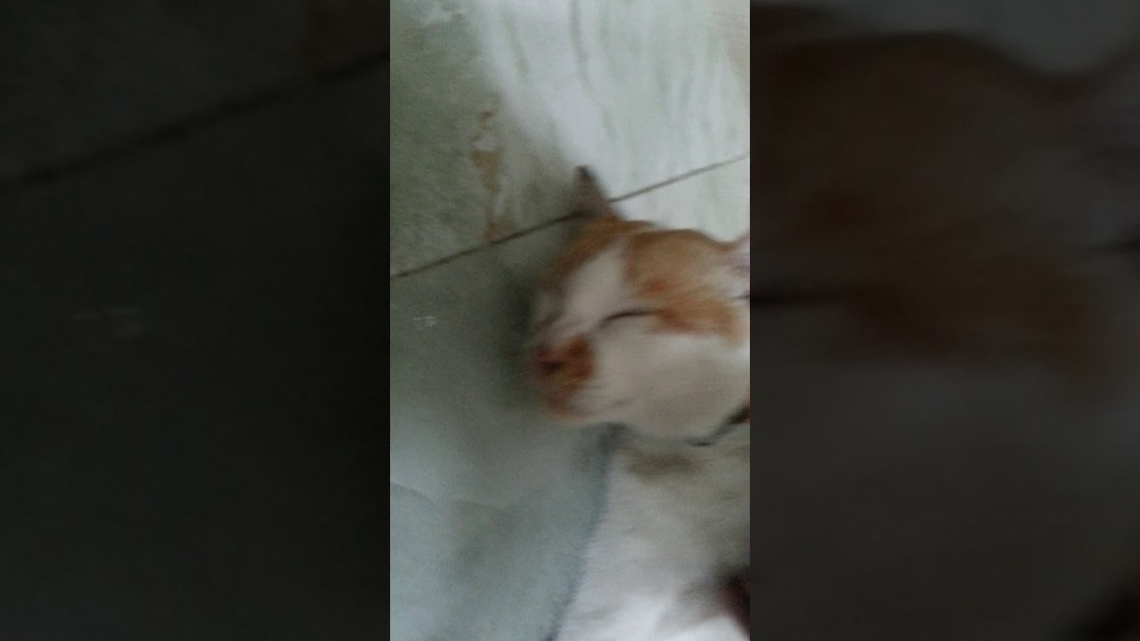 Tickle Spot of a Cat YouTube