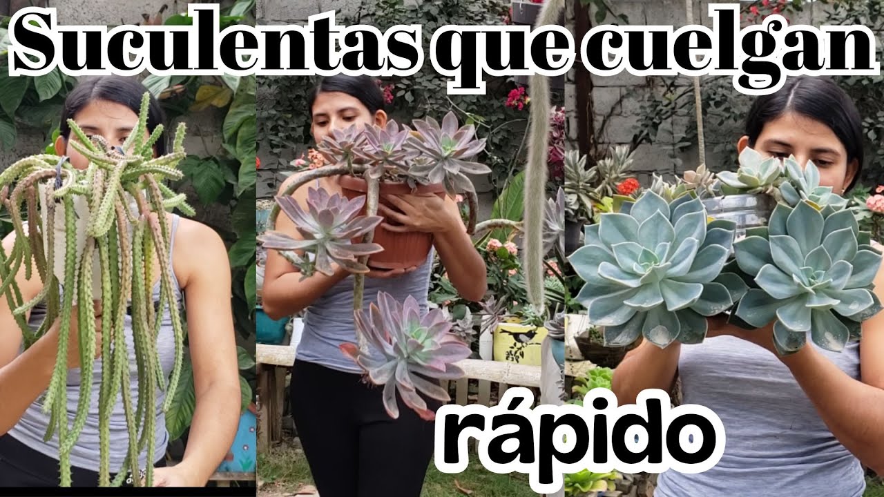 5 Suculentas que cuelgan muy rápido