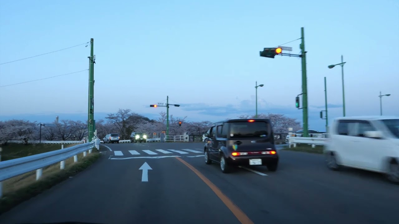 Cherry blossoms drive 一宮市 各務原市 桜並木 2022