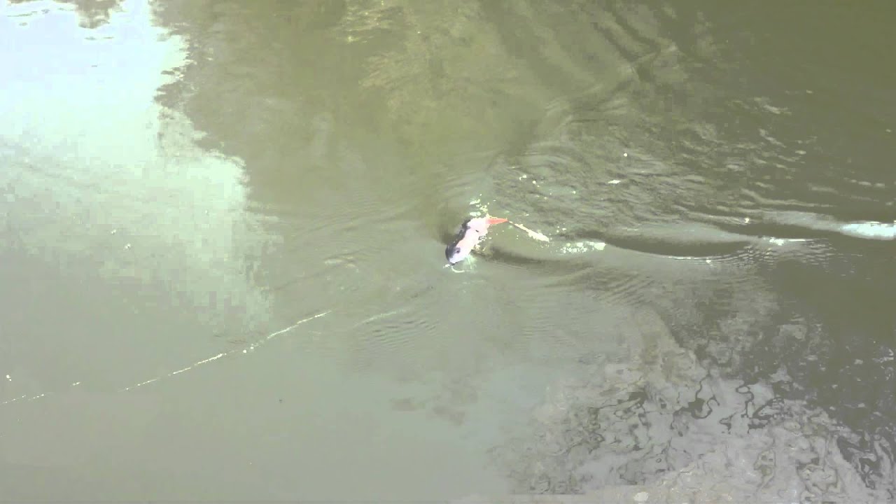 ジョニーラットウェイクベイト - バスプロショップ ナイル