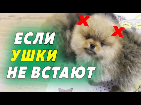 Видео: Чаша за вино е чаша за шампанско: как да изберем правилната?