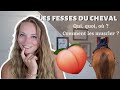 Les fesses du cheval  comment muscler la croupe 