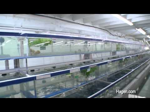 Segrest Farms in Tampa with hundreds of thousands of fish