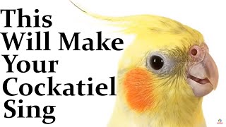 This Will Make Your Cockatiel Happy