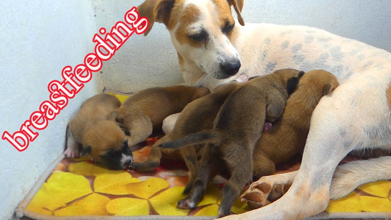 my dog LoLo always breastfeed her baby puppies very well because of