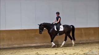 Dressage prospect for sale in Germany Oldenburg gelding, *2020, by Fürst Bellisaro - De Niro