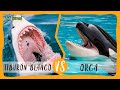 TIBURON BLANCO VS ORCA: ¿Cuál es el dueño de los mares?