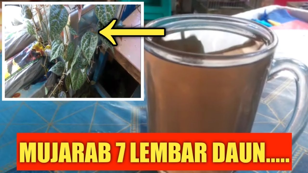 DAUN SIRIH MERAH OBAT HERBAL SAKIT GIGI DAN GUSI BENGKAK 