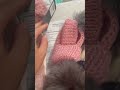 Вливаемся в сезон 🐶🐶ссылка в комментариях #йоркширскийтерьер #йорк#чихуахуа #мальтипу