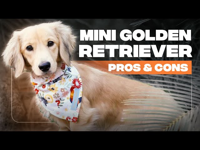 Miniature Golden Retriever: Pros And Cons Of Owning One class=