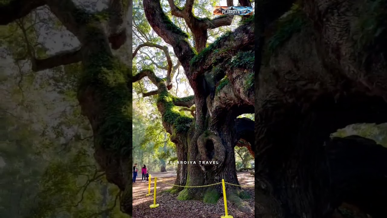 The 1,400-Year-Old Angel Oak Tree | Nature's Ancient Giant in Charleston, SC