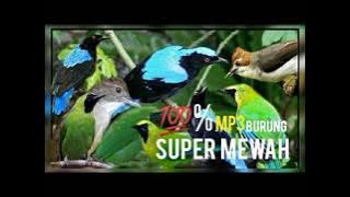 SUARA PIKAT CUCAK IJO DAN BIRU