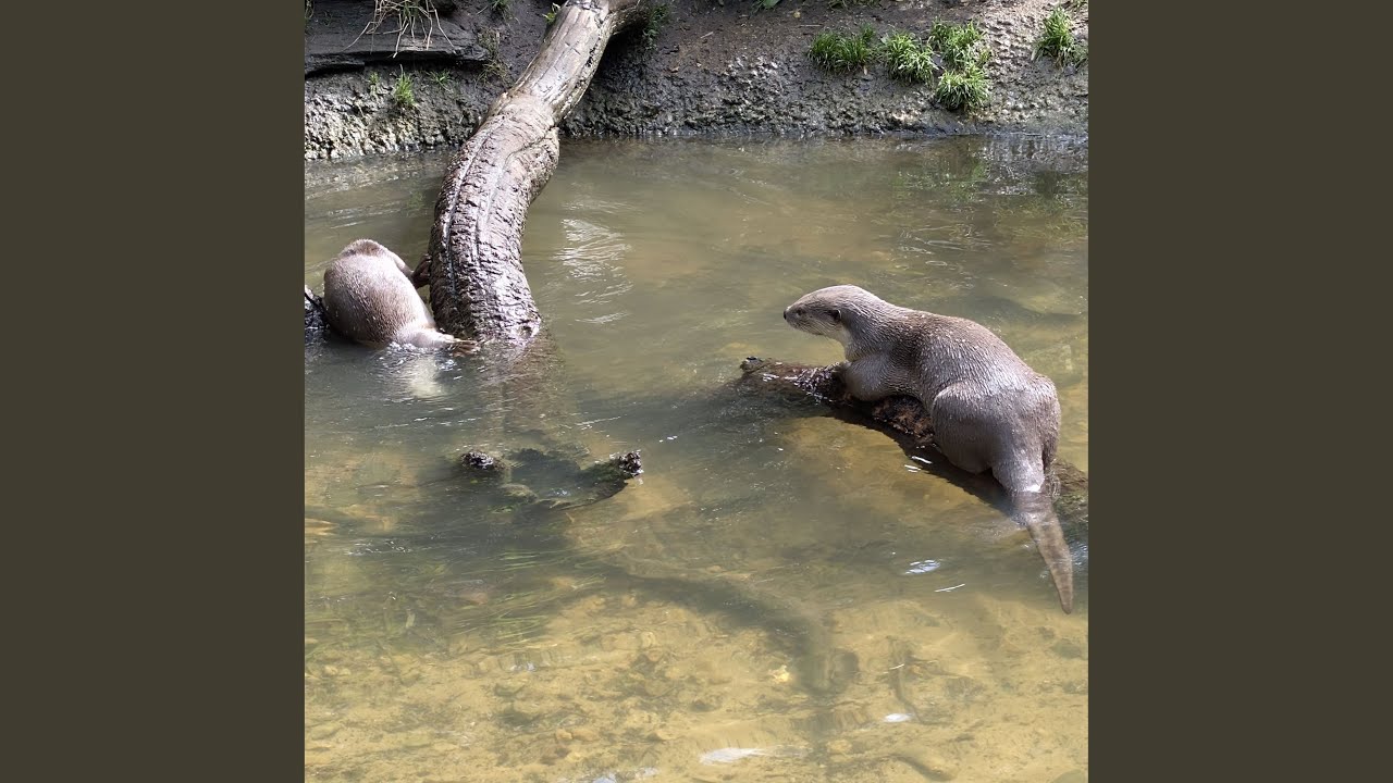 La p’tite loutre et son loutron (Edit)
