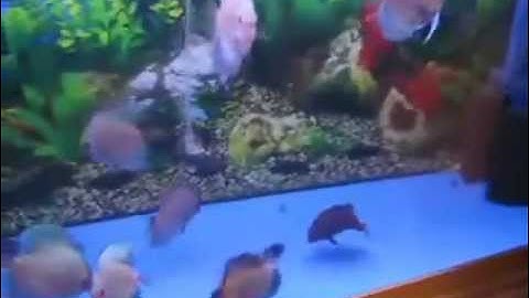 Cá Dĩa Xanh Nước Biển Ocean Blue Discus - Thiên Đường Cá Cảnh