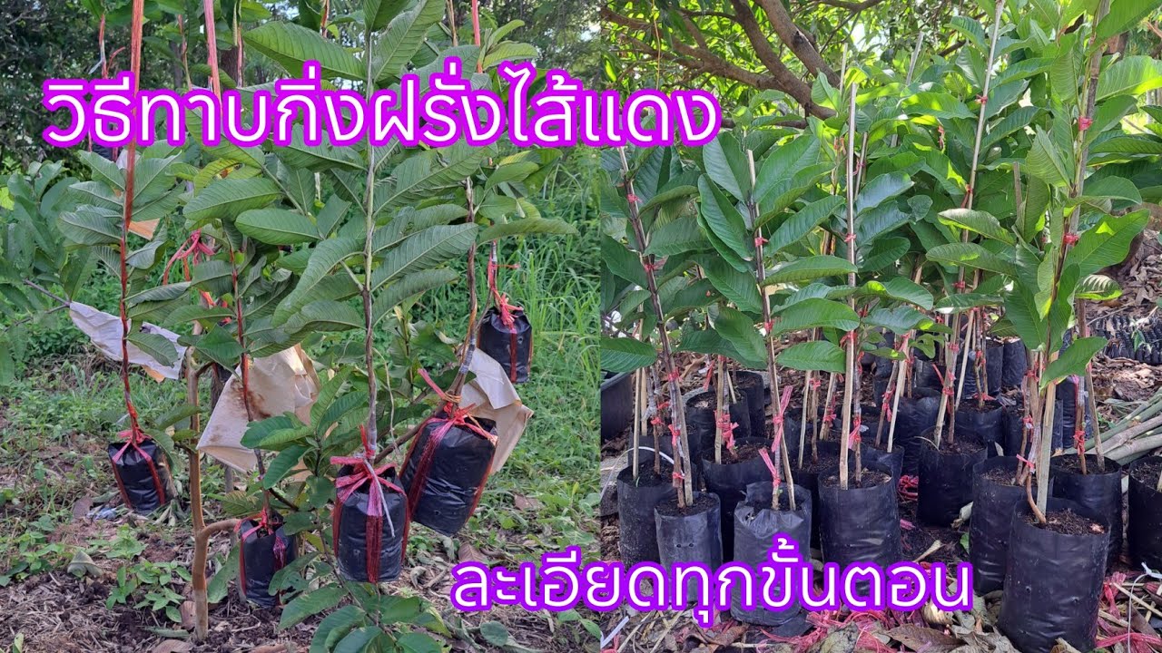 วิธีทาบกิ่งฝรั่งไส้แดงหงจ้วนสือ แบบละเอียดทุกขั้นตอน