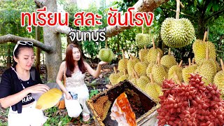 บุกสวนทุเรียนจันทบุรีสละผลไม้หลายชนิดเลี้ยงรังผึ้งจิ๋วชันโรงน้ำหวานมากสรรพคุณ #หลบร้อนไปไหนดี?47