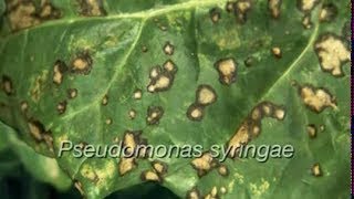 Cercosprora Und Ramularia - Blattfleckenkrankheiten Bei Zuckerrüben