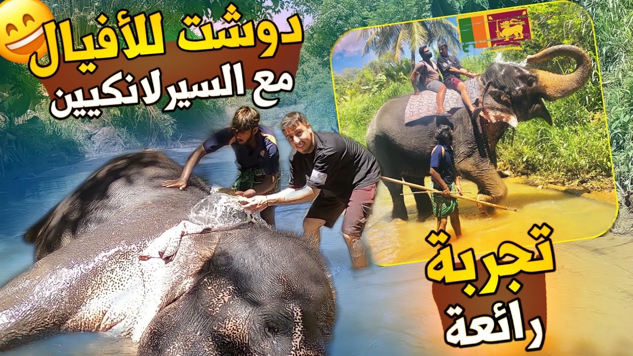 خدمت مع عمال سريلانكيون و غسلت الفيلة 🐘 شبعو عليا ضحك 🇱🇰 #زيزو_يجرب
